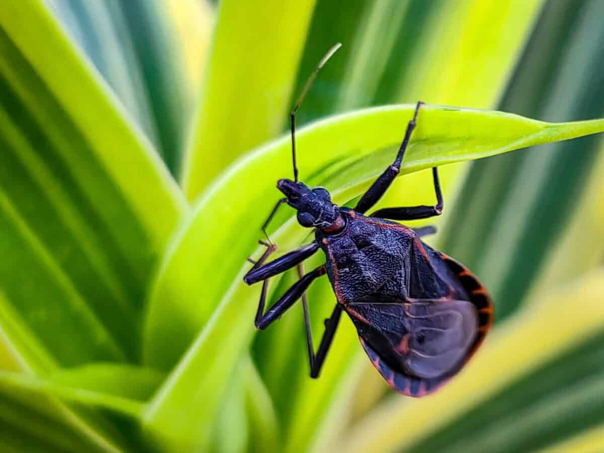 Kissing Bug