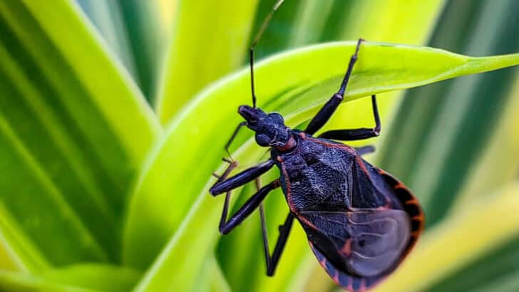 Top 12 Deadliest Insects That You Should Avoid at All Costs