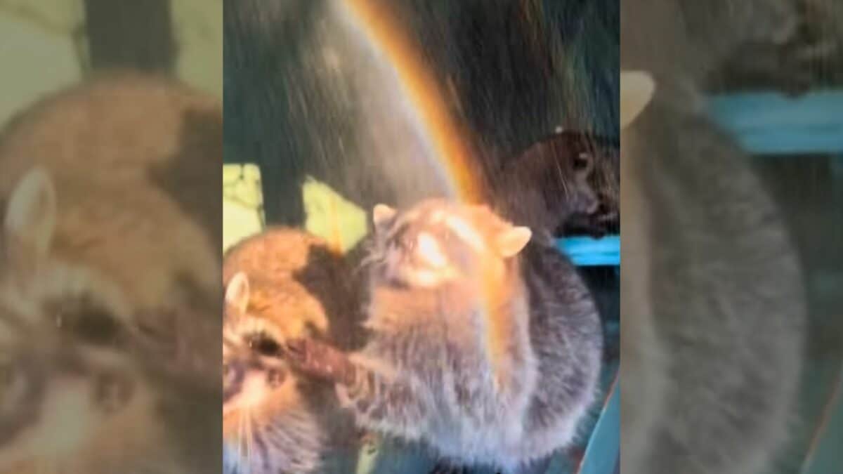 Raccoons Trying to Catch Rainbows