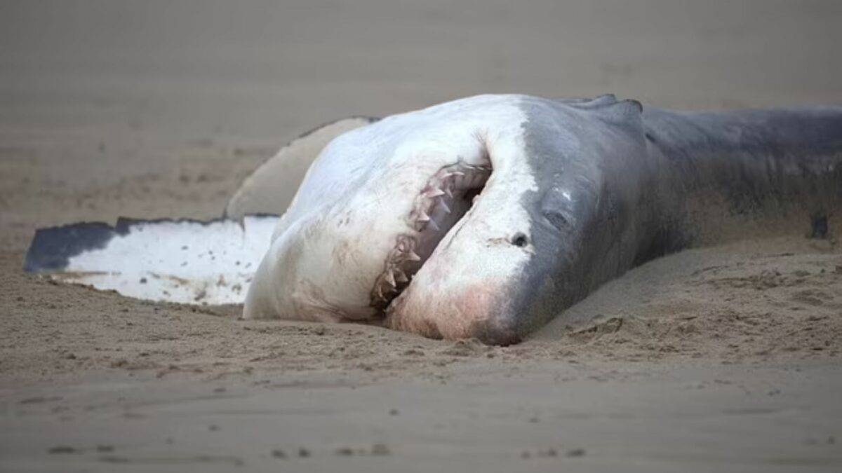 Orcas Stalk Blue Shark