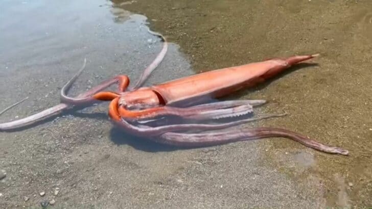 Extremely Rare 10-Foot Squid Washed Ashore Alive in Japan