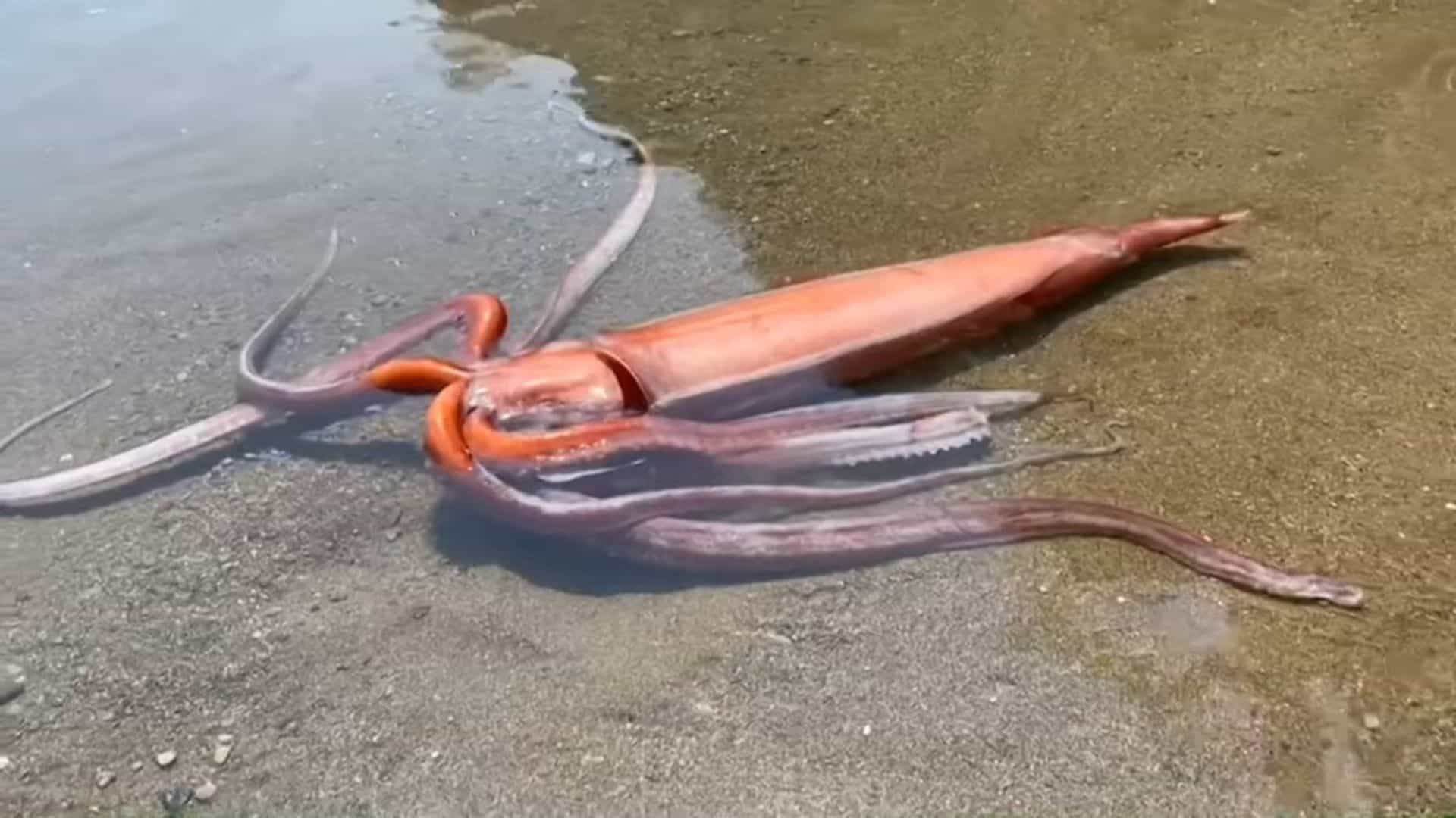 Rare 10-Foot Squid