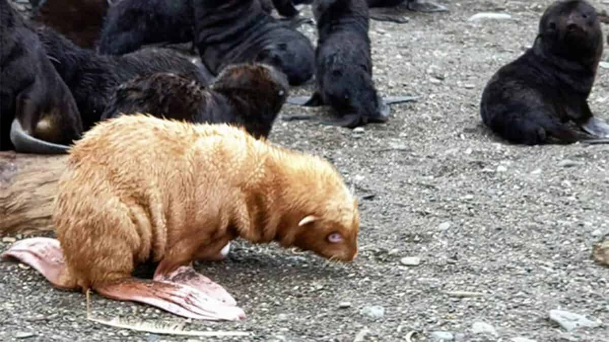 Rare Ginger Albino Seal Pup 