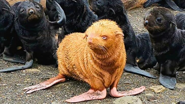 One-in-100 000 Rare Ginger Albino Seal Pup May Be Rejected by his Colony