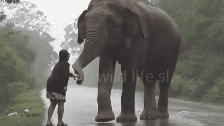 Fearless Woman & A Wild Elephant