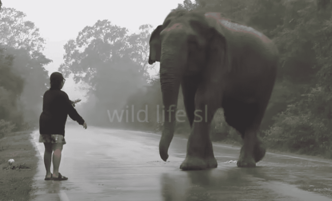 Fearless Woman & A Wild Elephant.