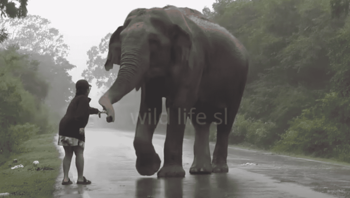 Fearless Woman & A Wild Elephant.