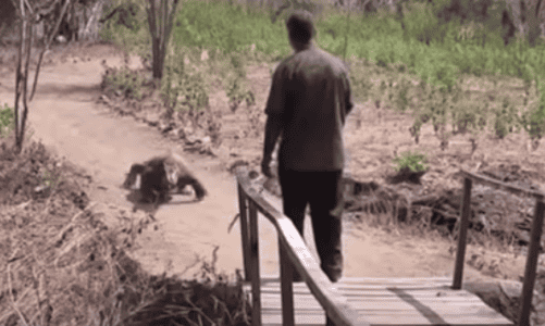 Enormous Komodo Dragon Spotted on Indonesian Island (150 lb)