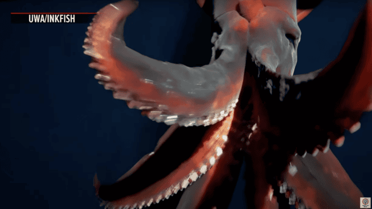 Super Rare Deep-Sea Hooked Squid Finally Caught On Camera