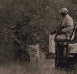 Reason Why Lions Don&rsquo;t Attack Humans On Safari Vehicle