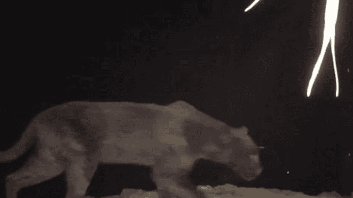 Rare Footage of Black Panther In Kenya