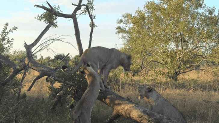 UP close with a Lion Pride
