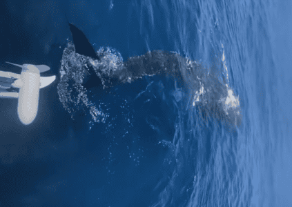 Whale Shark Seen Swimming Beside Boat off Florida Coast