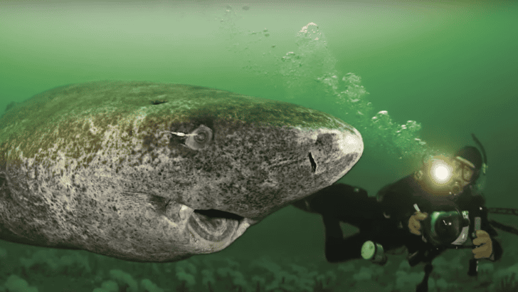 Ancient Greenland Shark Born In The 1600s Still Alive Today