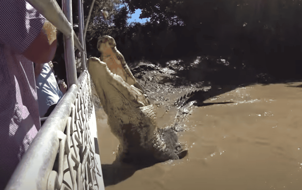 Biggest Saltwater Crocodile ever seen in NT Australian Wildlife