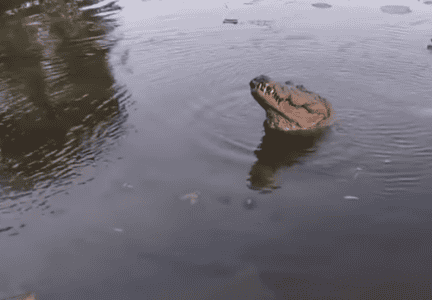 Massive Crocodile Owns The Boat Ramp
