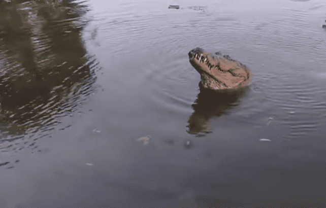 Massive Crocodile Owns The Boat Ramp