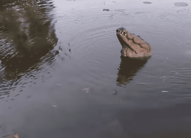 Massive Crocodile Owns The Boat Ramp.