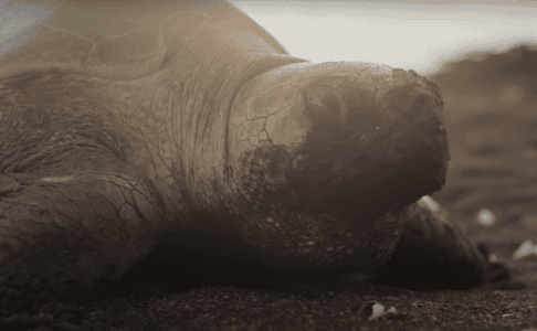 Did You Know Jaguars Hunt Sea Turtles in Costa Rica?