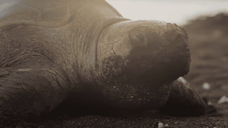 Did You Know Jaguars Hunt Sea Turtles in Costa Rica?