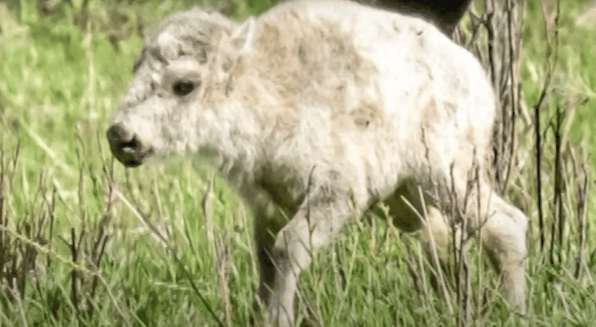 White Bison