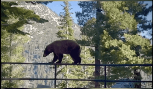 Wild Bear’s Impressive Balancing Act At Lake Tahoe