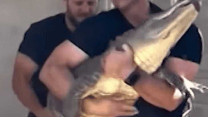 The Return of an Alligator Stolen 20 Years Ago
