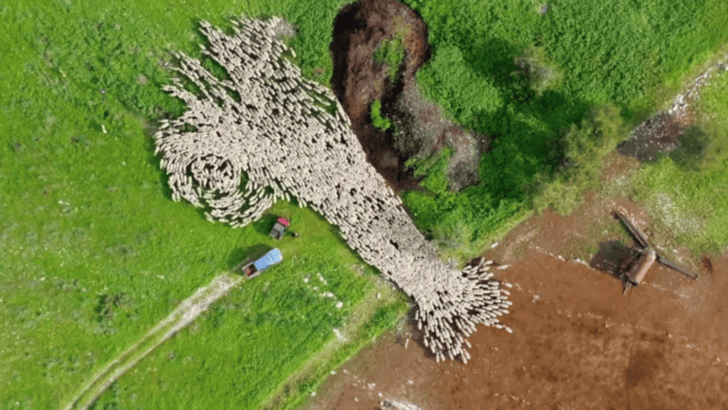 Incredible Drone Footage Captures Massive Herd of 1,000 Sheep on the Move