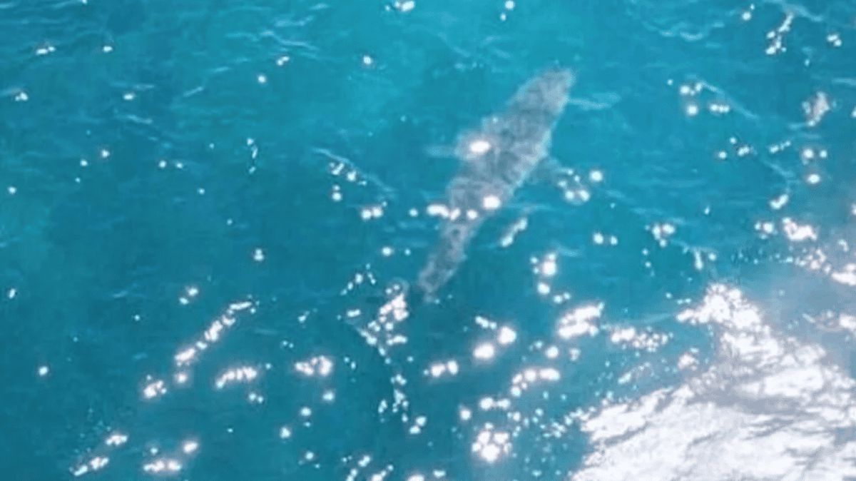 Incredible Footage of Great White Shark Photographed In Australia Could Be Largest Ever Seen