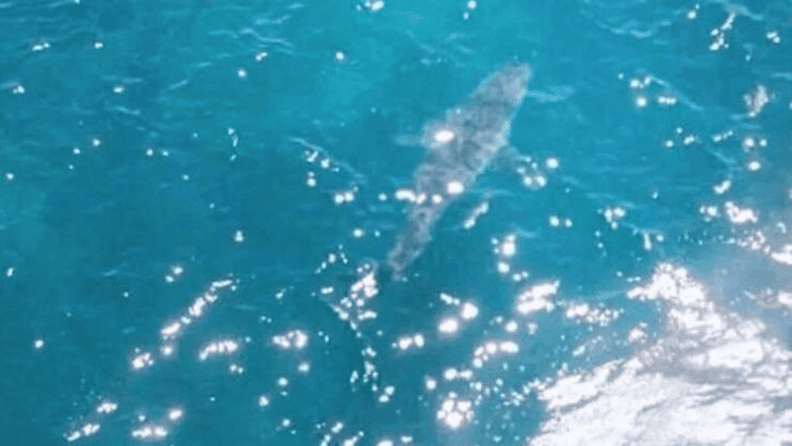 Great White Shark Photographed In Australia Could Be Largest Ever Seen