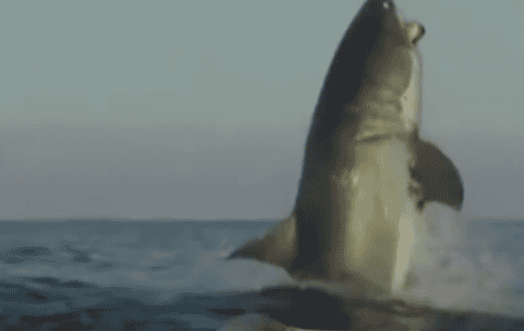 Video of Massive Shark Leaves News Anchor Speechless