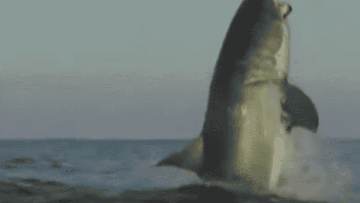 Video of Massive Shark Leaves News Anchor Speechless