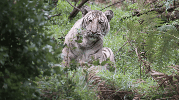 Incredible Encounter: Rare ‘Pale Tiger’ Spotted in the Wild