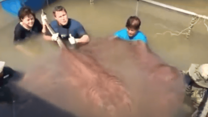 Largest Recorded Stingray Caught in Thailand (800 Pounds)