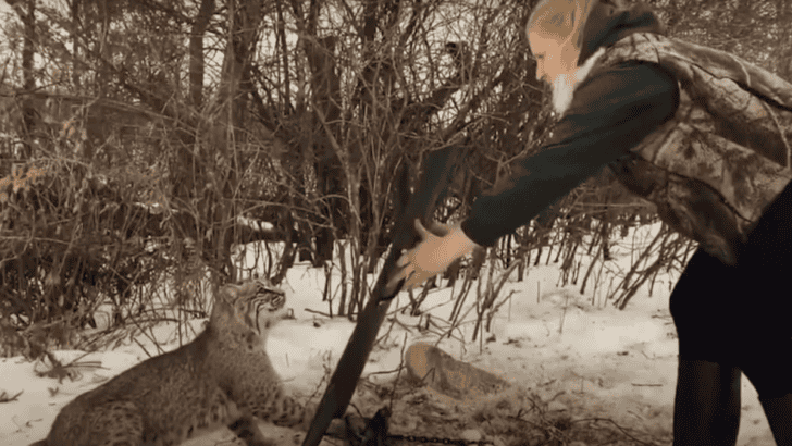 Watch a Woman Bravely Rescue a Trapped Lynx