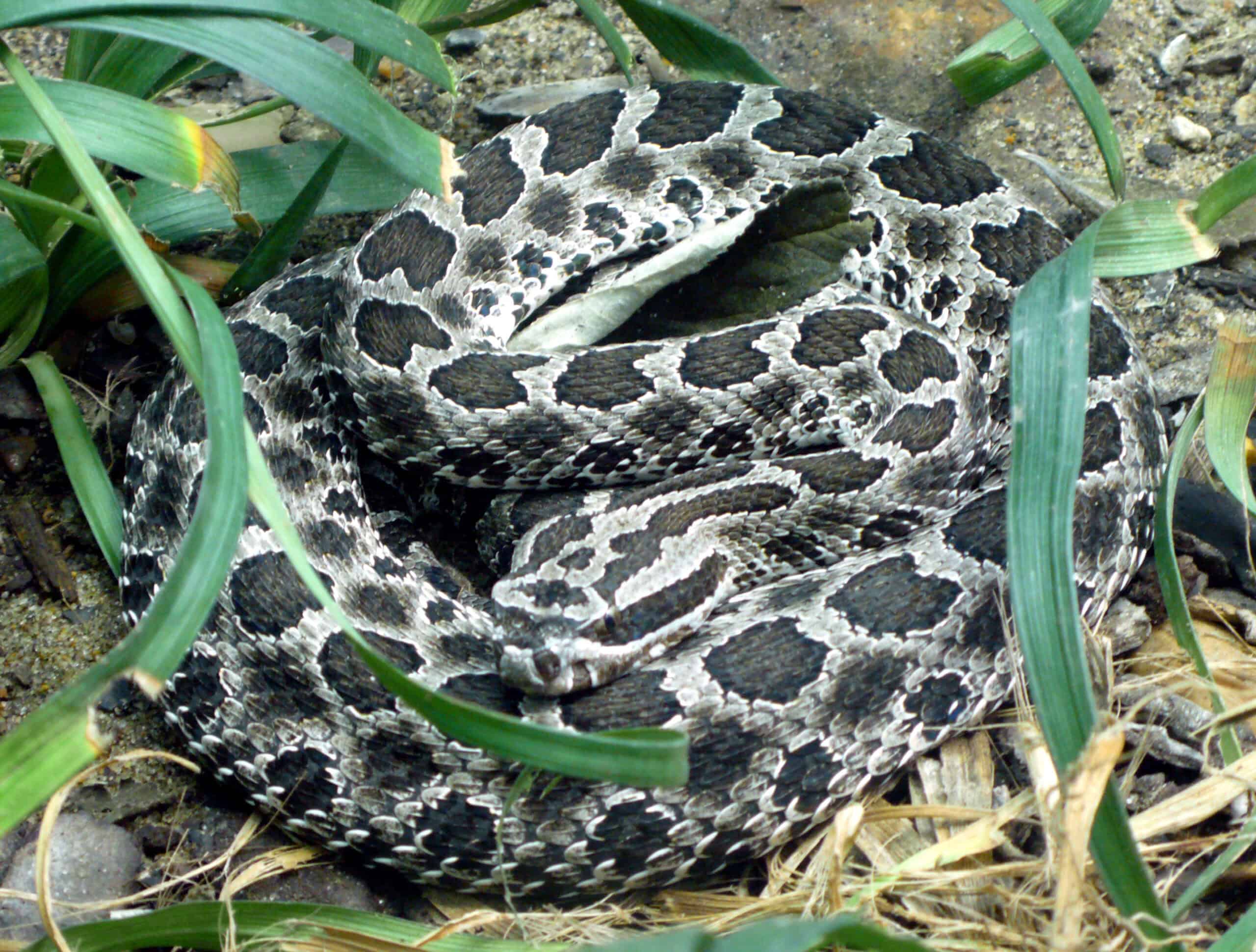 Massasauga Rattlesnake In Ohio? Find Out Where They Live Now! - ybmwdfs