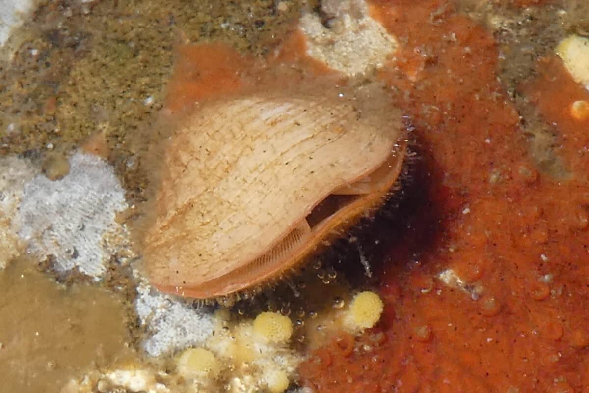 Brachiopod
