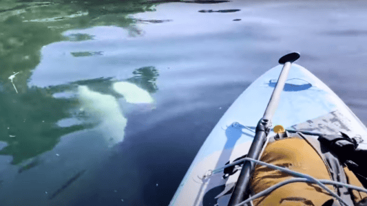 Close Encounter: Paddleboarder Films Orca Pod In Alaska