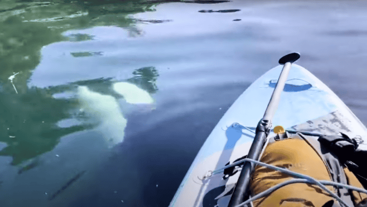 Close Encounter: Paddleboarder Films Orca Pod In Alaska