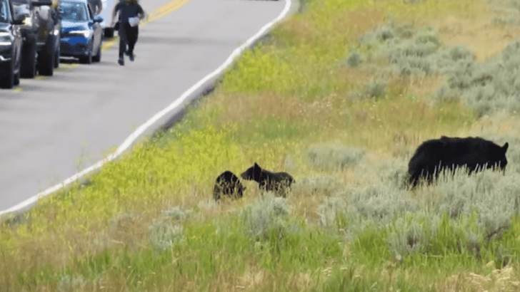 Tourist Sprints Towards Mother Bear And Her Cubs In Yellowstone National Park