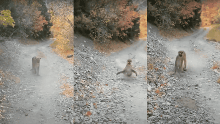 Incredible Footage of Utah Hiker’s Terrifying Mountain Lion Encounter