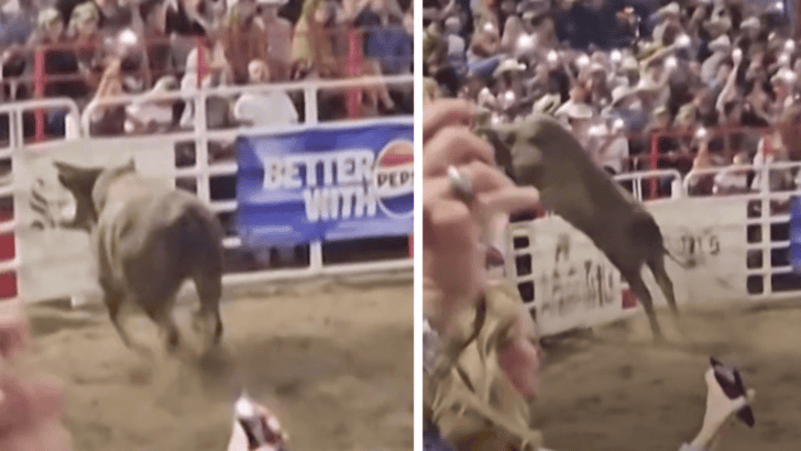 Bull Escapes Arena at Oregon Rodeo And Injures Spectators