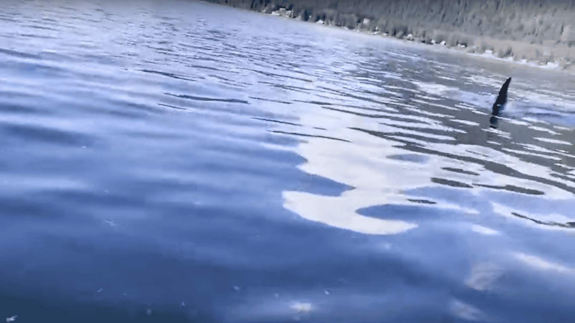 orca