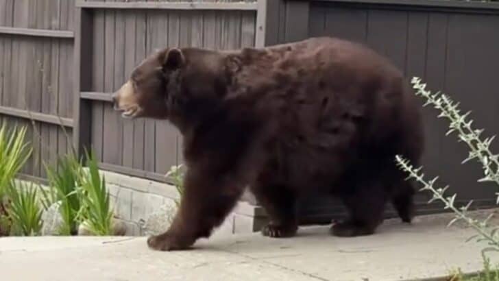 Humongous Black Bear Strolling Through The Streets Of California
