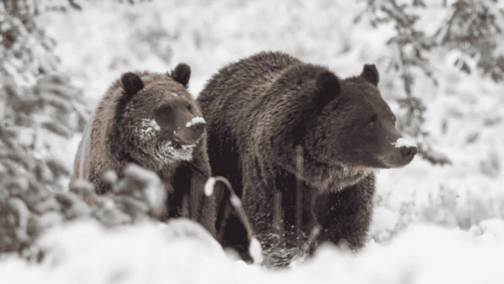 World’s Most Famous Grizzly Bear Emerges With New Giant Cub