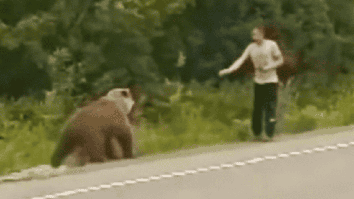 bear