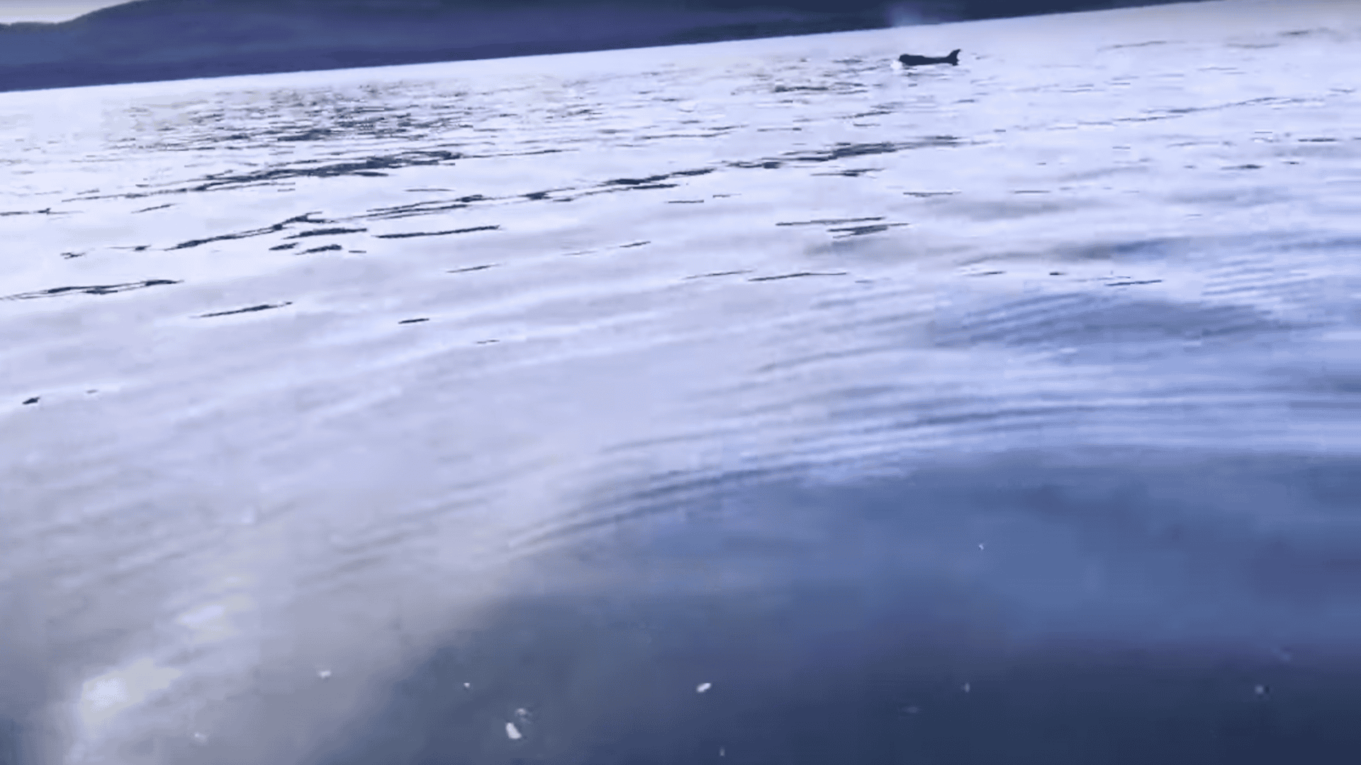 orca