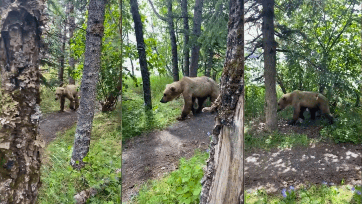 Grizzly Bear Spotted a Few Feet From Alaskan Campsite