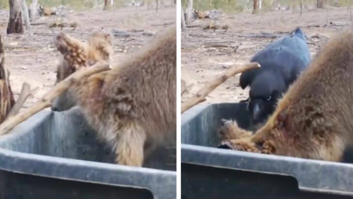 The Symbiotic Relationship Between Crows and Wallabies
