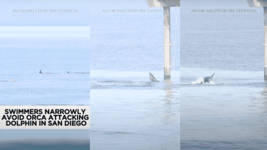 Swimmers Narrowly Avoid Orcas Hunting A Dolphin Just Meters Away In San Diego